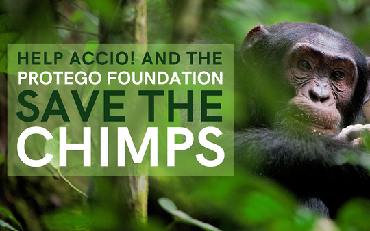 Subscribe to the November Accio! Box and help us Save the Chimps